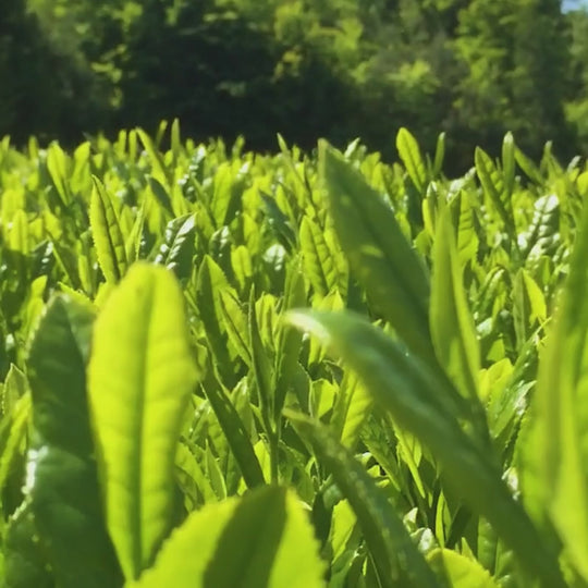 Sencha - Organic Loose Leaf Tea | 100g